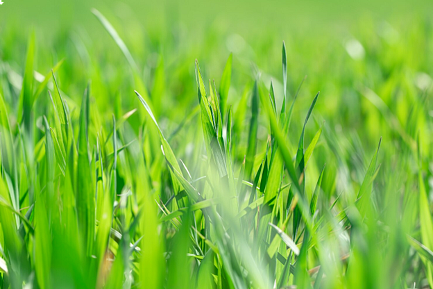 Instant gyep: Szakmai vélemény az instant fűmagról folyékony fűmag