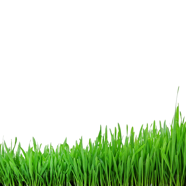 Instant gyep: Szakmai vélemény az instant fűmagról instant fűmag