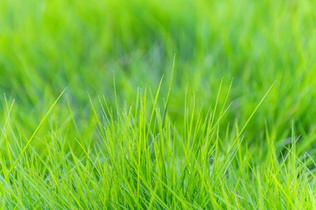 Füvesítés homokos talajon: Mit kell tudni a homokos talajról?