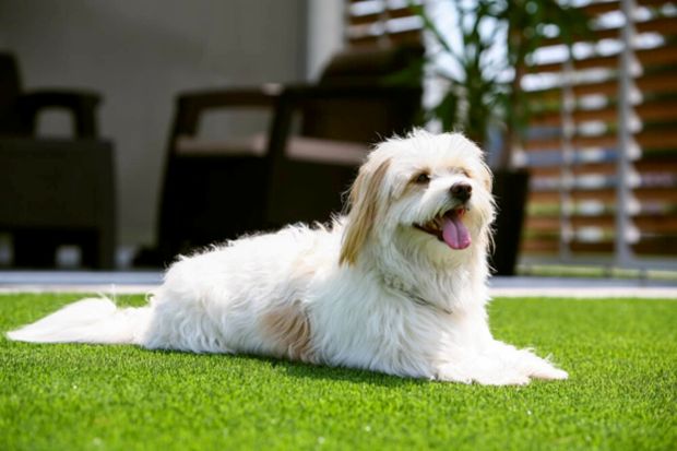 Kert és kutya? Hogyan kivitelezhető a füvesítés kutya mellett?